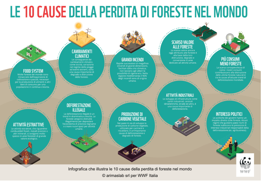 Le 10 cause della perdita di foreste
