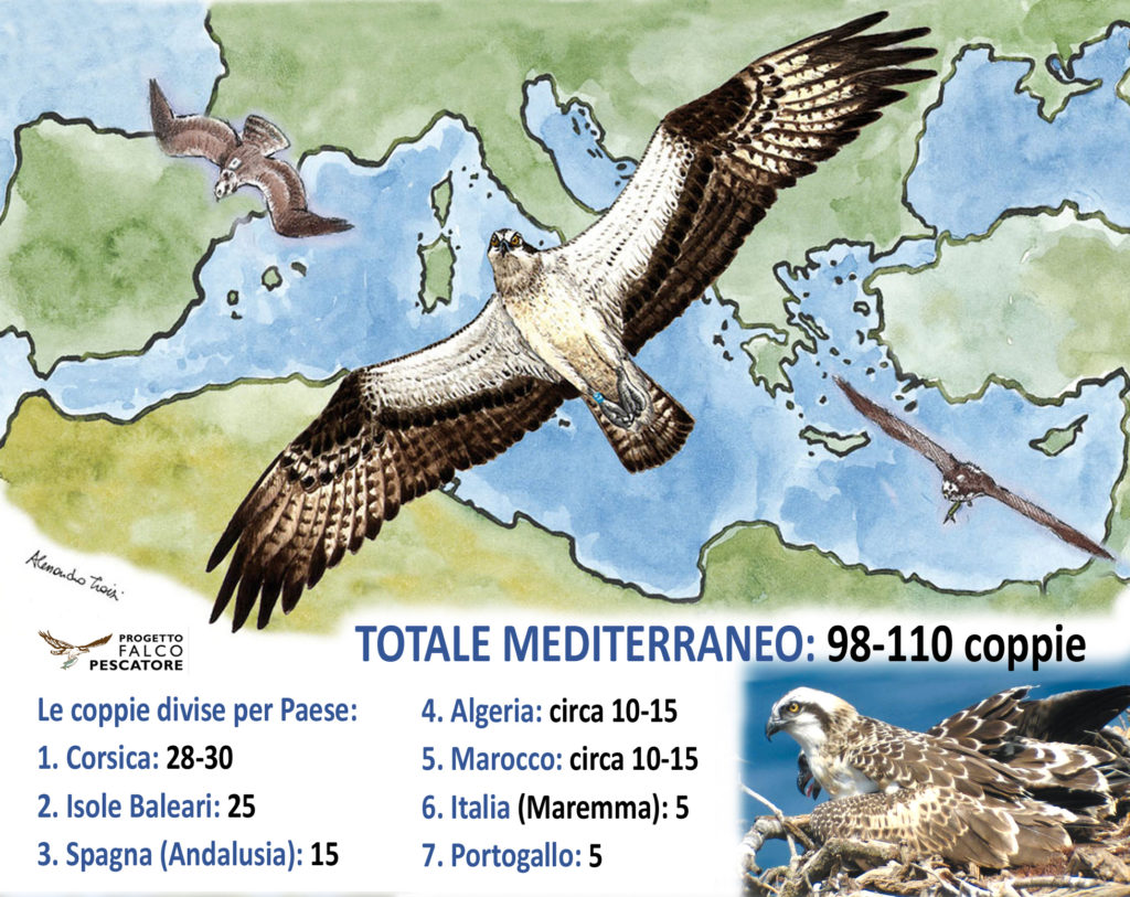 La diffusione del Falco pescatore nel Mare nostrum (illustrazione di Alessandro Troisi)