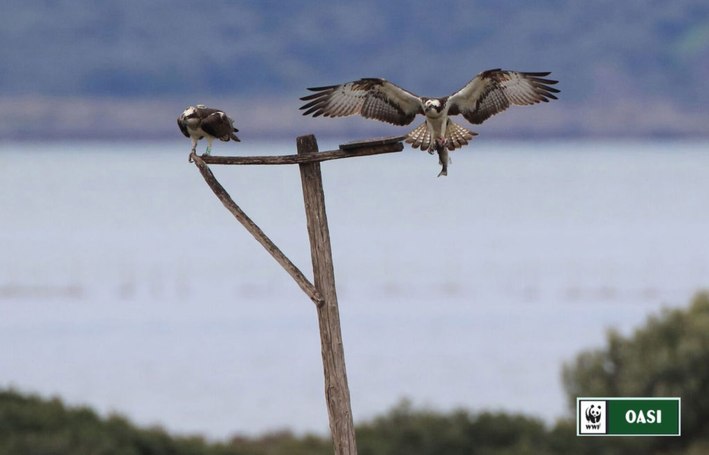 Il Falco pescatore nella Riserva Statale e Oasi Wwf della Laguna di Orbetello (Foto: Alessandro Troisi)