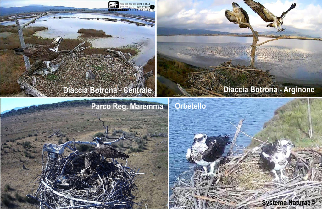 Le webcam puntate sui nidi permettono di seguire minuto per minuto la schiusa (Immagini rielaborate da Vincenzo Rizzo Pinna, Systema naturae)