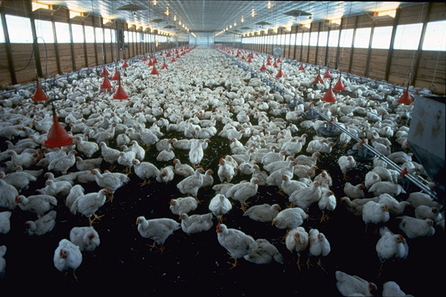 Allevamento intensivo di polli da carne negli Stati Uniti