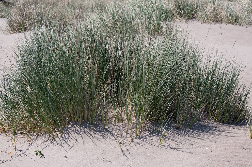 gramigna delle spiagge (Elymus Farctus)