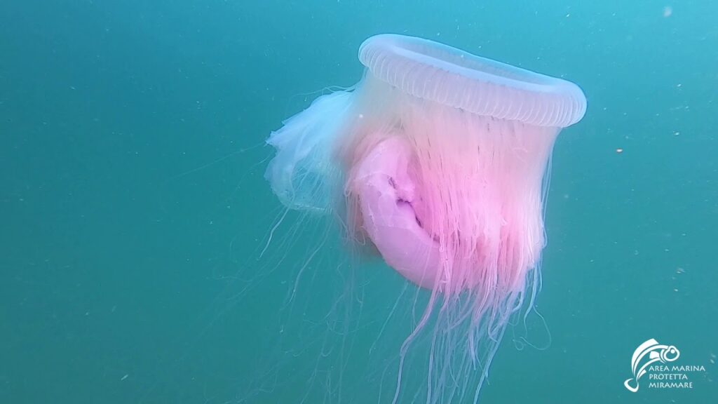 Un primo piano della medusa Drymonema dalmatinum avvistata nel Golfo di Trieste durante un monitoraggio subacqueo