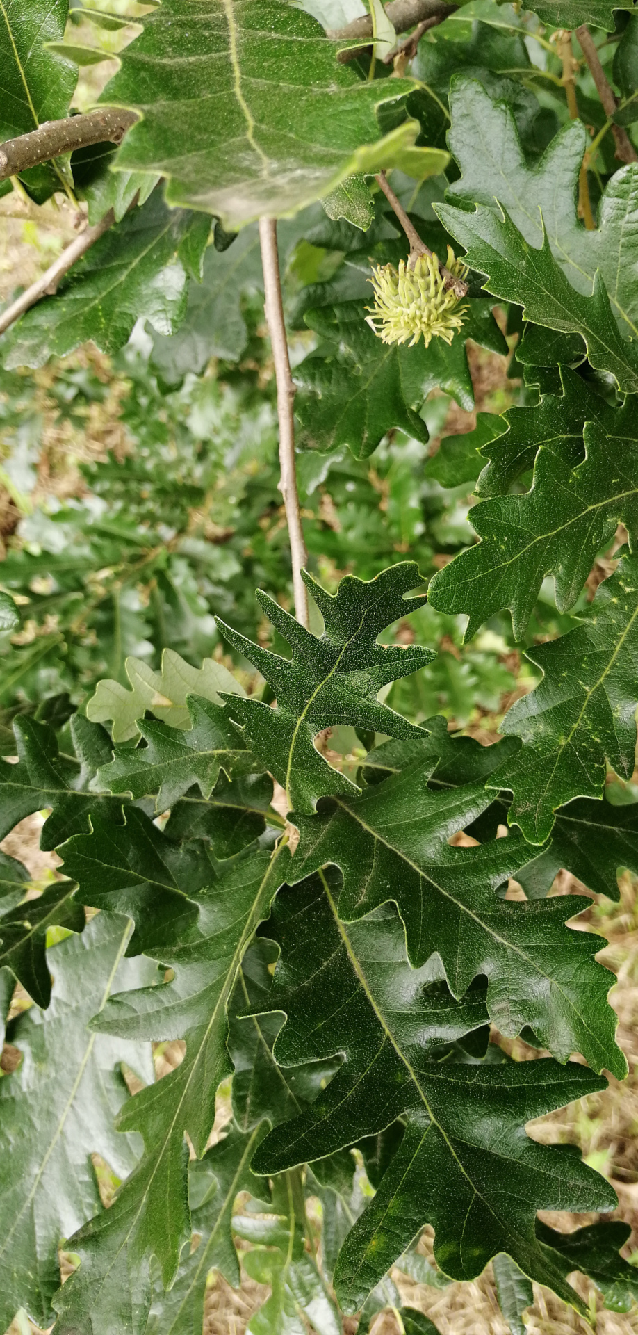 Le foglie del Quercus Cerris
