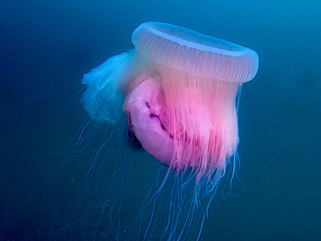 La medusa dei misteri ricompare nell’Adriatico