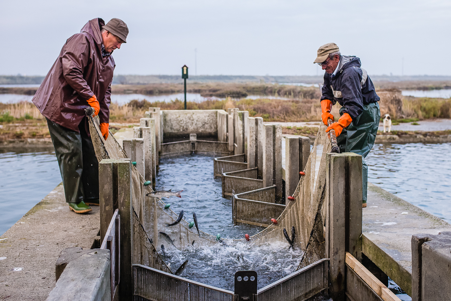 Due pescatori raccolgono il pesce da reti sulle banchine nel Parco del Delta del Po