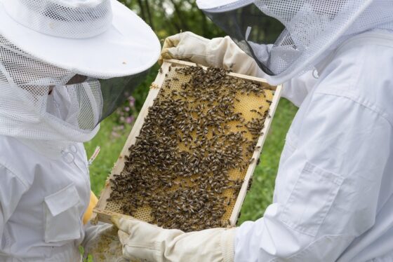 Non solo miele. Storie di apicoltori, alveari e acari