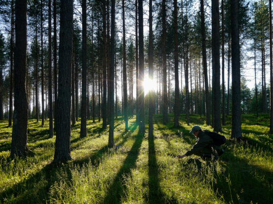 Finnish Forest Kuusamo (Foto: Tarja Hoikkala)