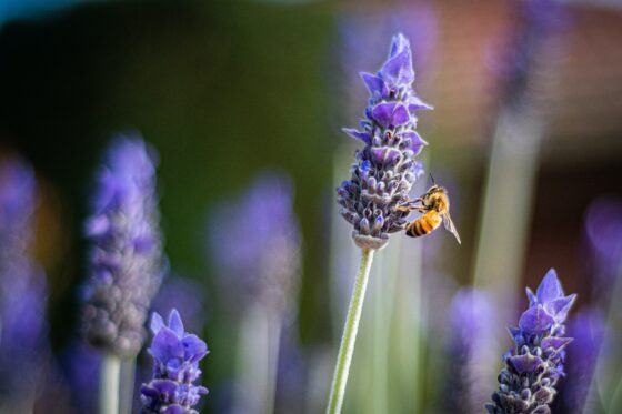 Impariamo dalle api a prenderci cura dell’ambiente: tre incontri on line con Conapi e Mielizia