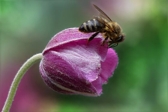 Giornata mondiale delle api, gli appuntamenti di Sapereambiente e un po’ di storia
