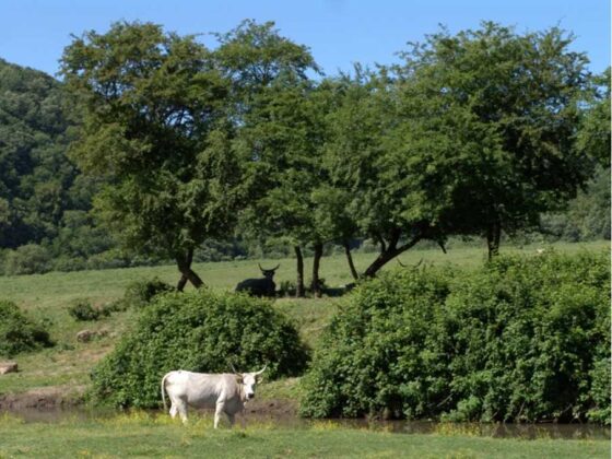 Mucche al pascolo nelle Valli del Sorbo, Parco di Veio