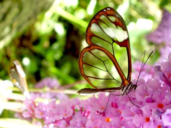 Farfalle di vetro, svelato il segreto delle loro ali invisibili