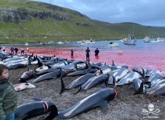 Un grido di dolore dalle isole Faroe