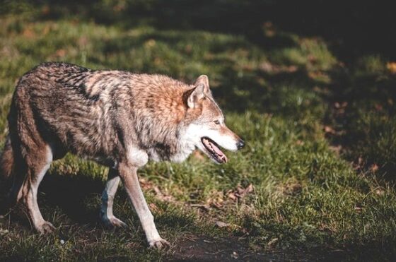 il lupo, icona della natura selvaggia