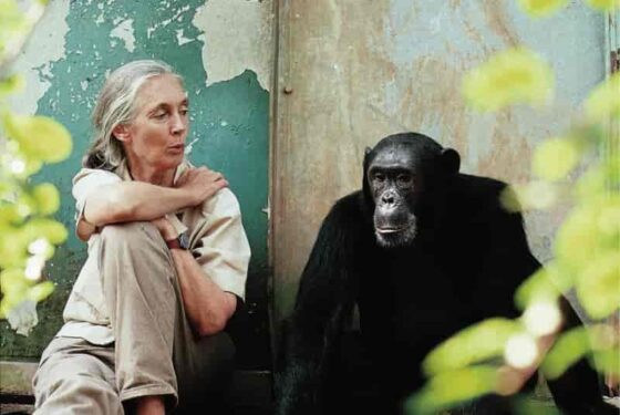 Jane Goodall, etologa e antropologa, insieme ad uno scimpanzé
