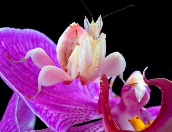 Lo strano caso della mantide orchidea