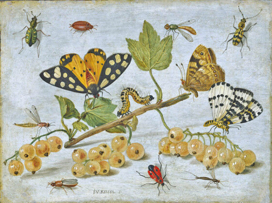 Bruco e farfalla, dipinto di Jan van Kessel il Vecchio 