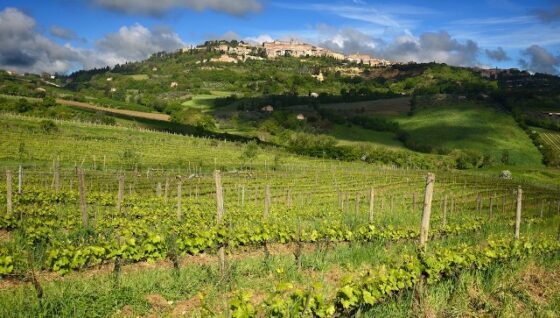 Le vigne dell'azienda Salcheto si estendono per 58 ettari fra Montepulciano e Chiusi, nel Senese