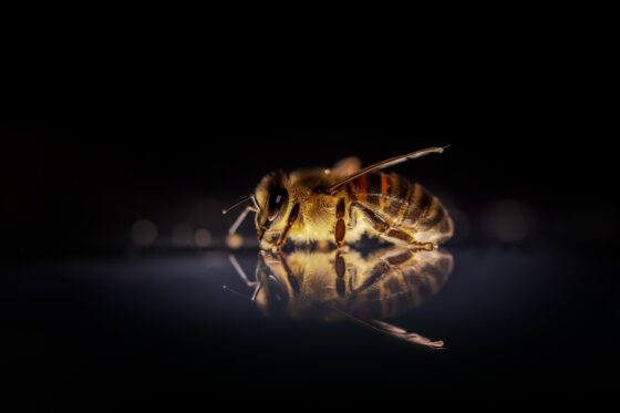 Come volano le api, il futuro è distopia, tra memoria e rimozione