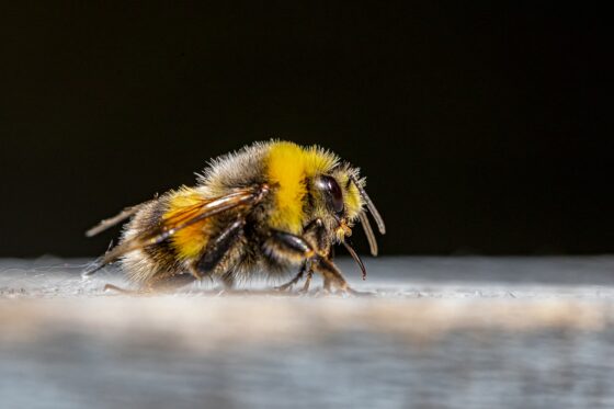 Anche le api selvatiche producono miele. Qui sopra un bombo