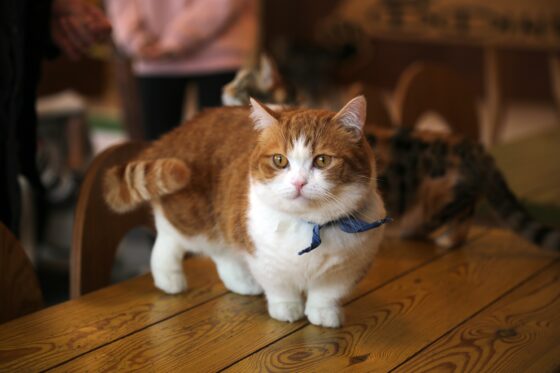 Un "munchkin cat", o gatto bassotto 