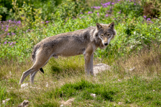 In Svezia è in corso il più grande abbattimento di lupi di sempre