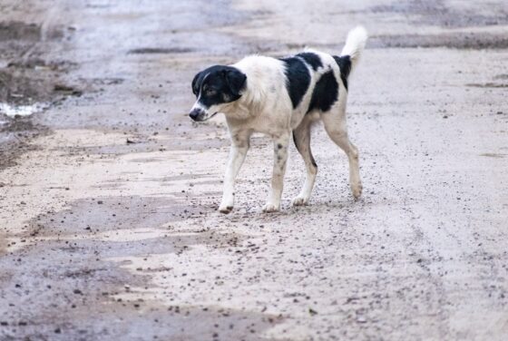 I cani di Chernobyl, diversi dopo il disastro