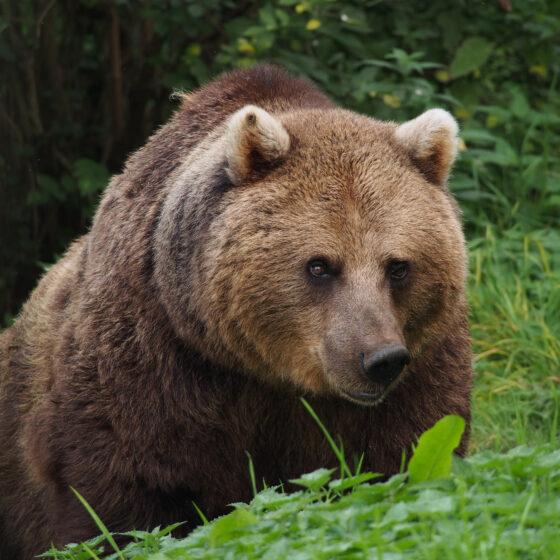 In Trentino 24 orsi rischiano di essere abbattuti in 3 anni