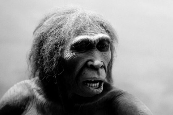 Una ricostruzione di Homo ergaster, un ominide vissuto in Africa 1-2 milioni di anni fa, esposta al Museo Americano di Storia Naturale di New York (Foto: Werner Ustorf, CC BY-SA 2.0, via Wikimedia Commons)
