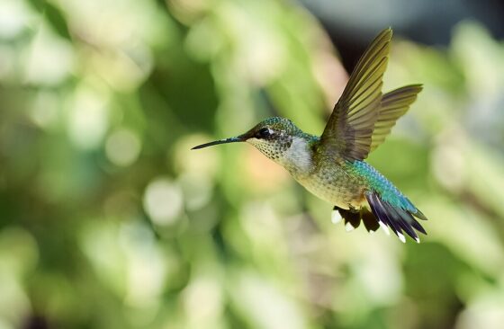 Pensiamo verde, esempi green per giovani colibrì