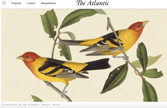 Maledetta primavera, gli uccelli migratori e l’impatto del cambiamento climatico